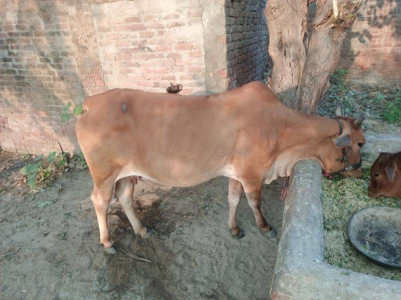 cow for sale 3 mah ka bacha hi sath 6