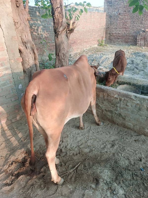 cow for sale 3 mah ka bacha hi sath 7