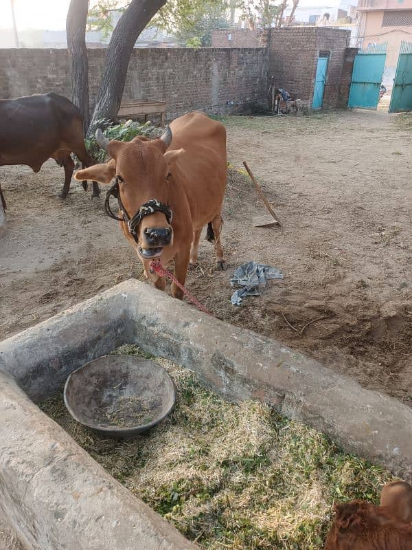 cow for sale 3 mah ka bacha hi sath 8