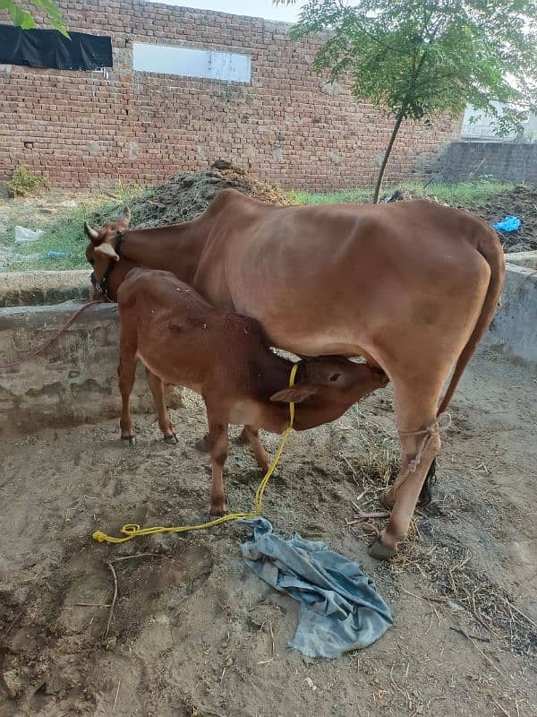 cow for sale 3 mah ka bacha hi sath 9