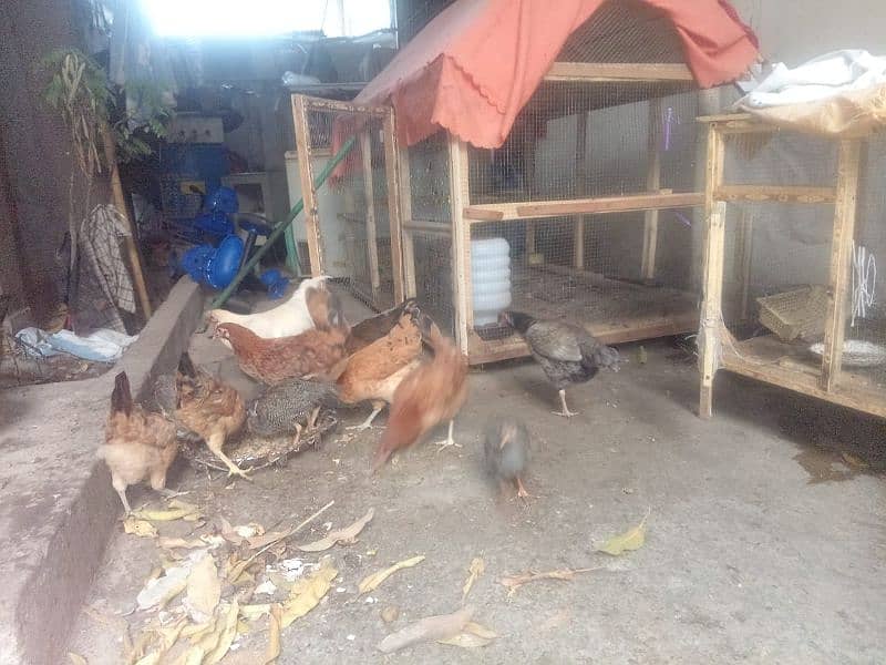 9 Desi golden chickens and large size cage 0