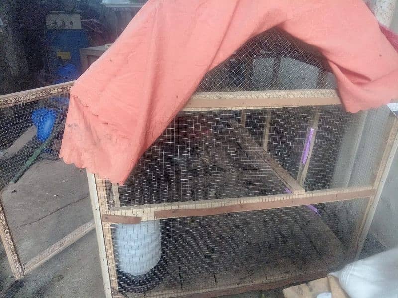 9 Desi golden chickens and large size cage 1