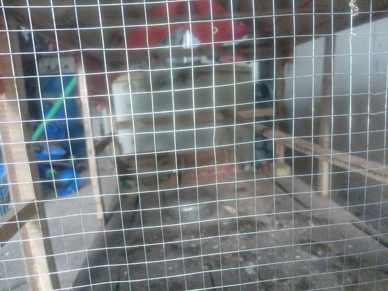 9 Desi golden chickens and large size cage 3