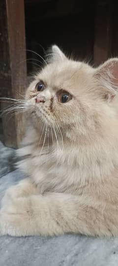 Persian cat