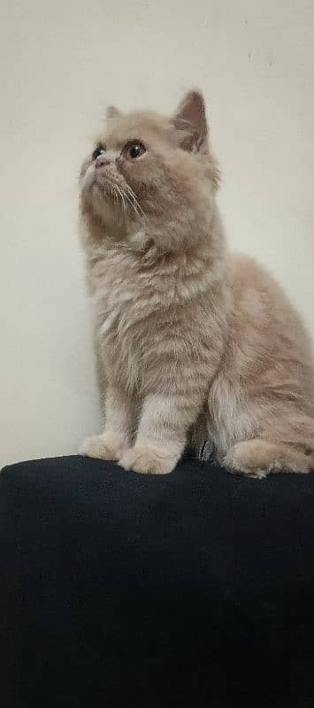 Persian cat 1