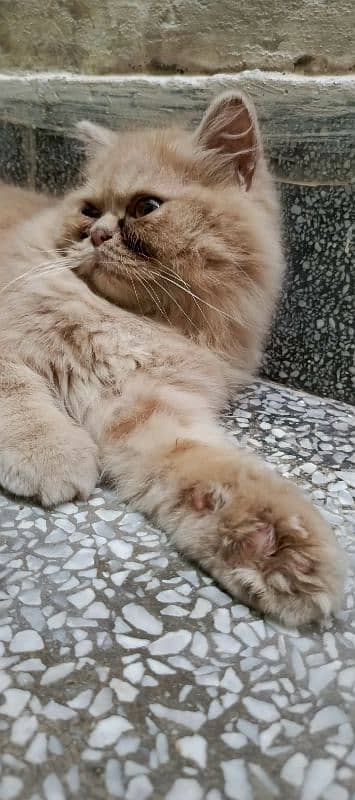 Persian cat 3