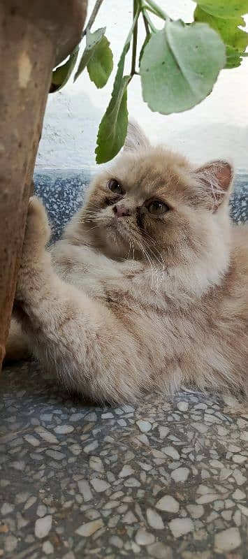 Persian cat 4