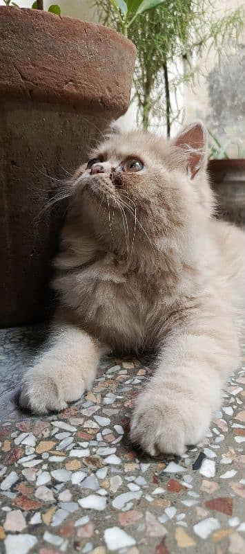 Persian cat 6