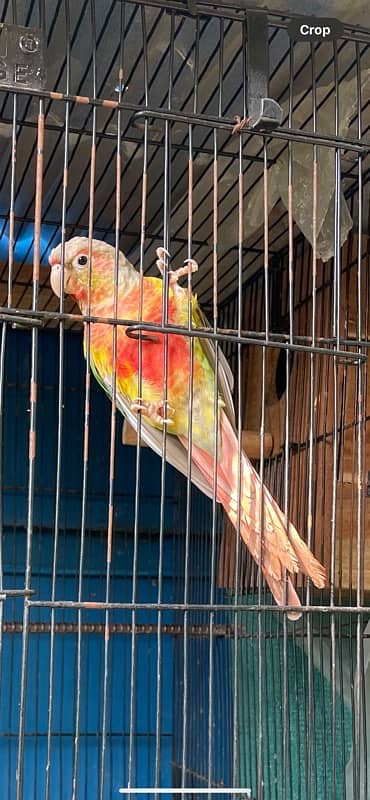 Pineapple Conure Female 0