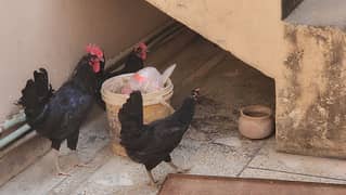 Australorp 1 male and 2 female