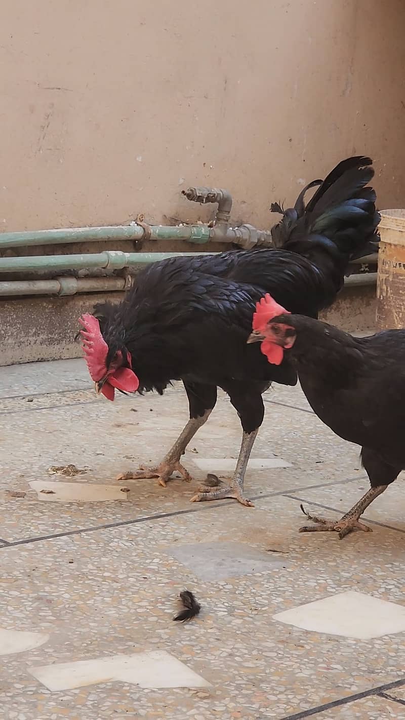 Australorp 1 male and 2 female 2