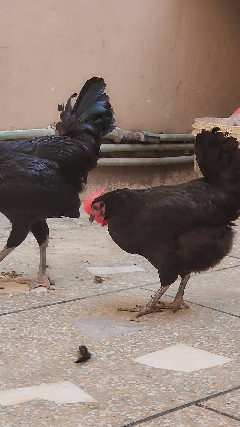 Australorp 1 male and 2 female 4