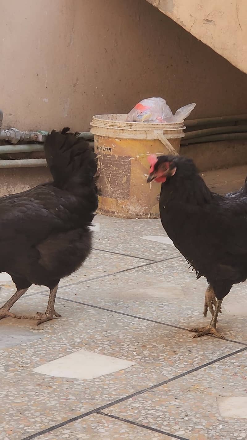 Australorp 1 male and 2 female 5