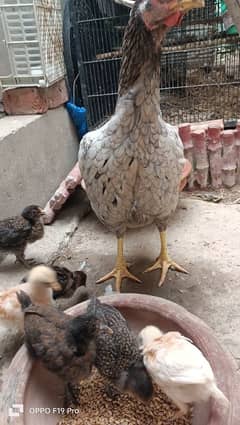 Hen with Chicks