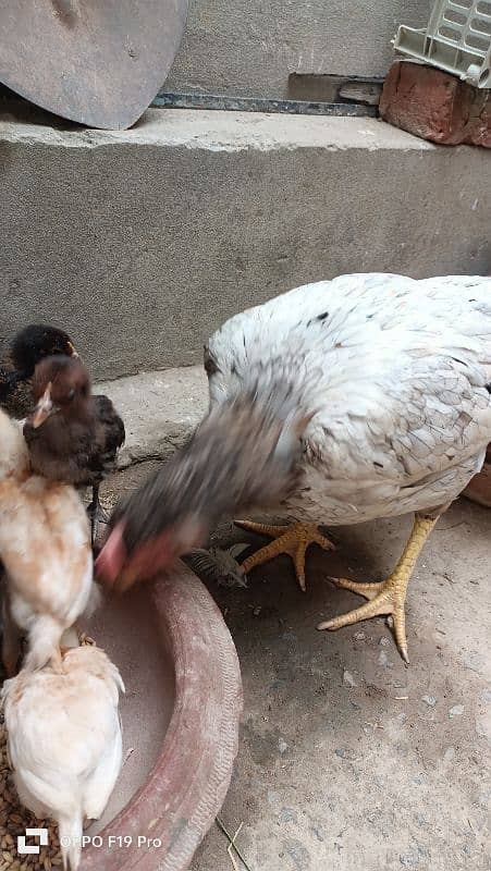 Hen with Chicks 3