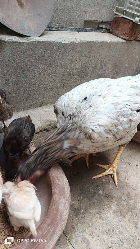 Hen with Chicks 4