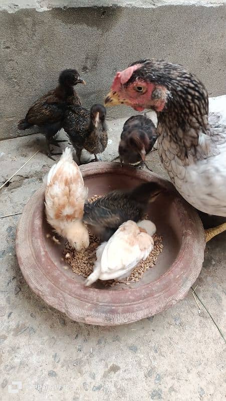 Hen with Chicks 5