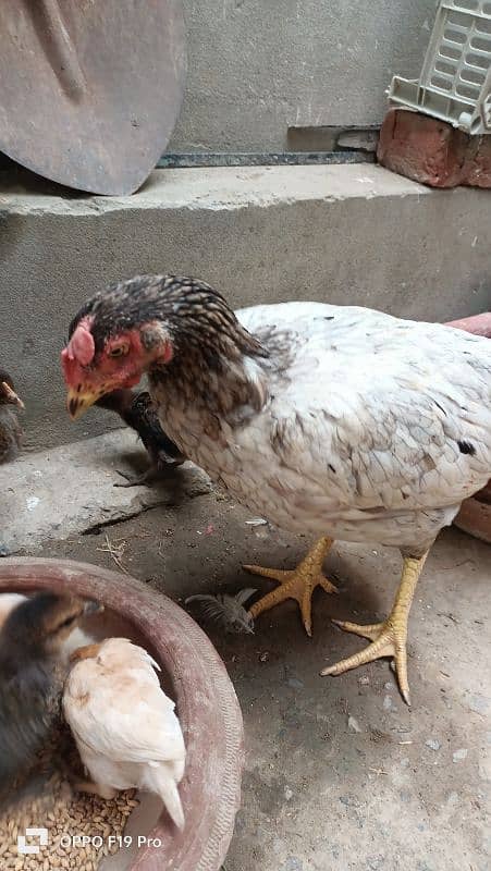 Hen with Chicks 6