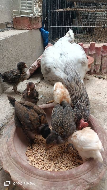 Hen with Chicks 8