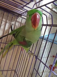 Kashmir Parrot|Pahari Tota|Alexandrian parrot|Tamed|Talking parrot