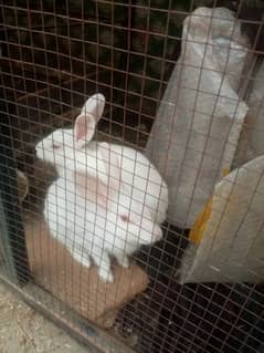 White rabbit red eyes female