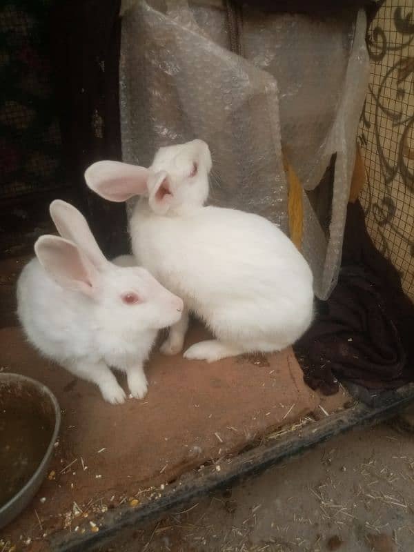 White rabbit red eyes female03349278707 1