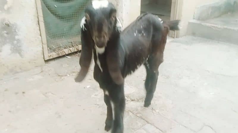 Beautiful Baby available for sale 3