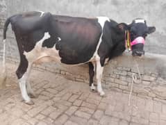 cow pure ferzion 2nd timer 03459752637