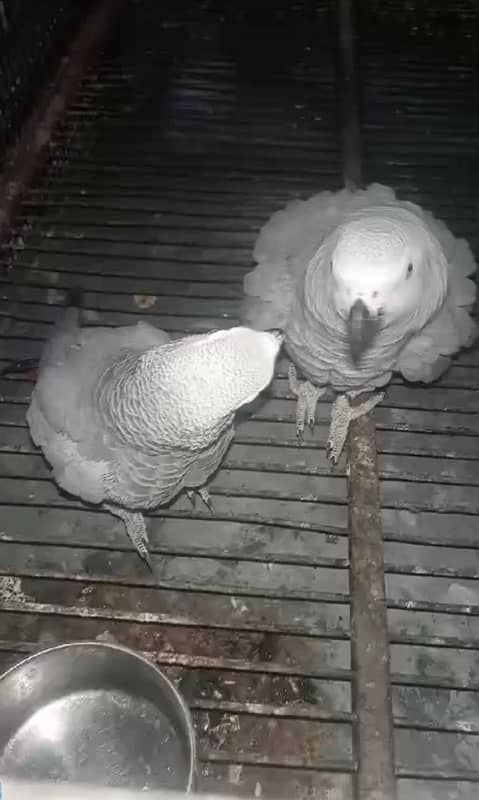 African grey Breeding pair for sale 0