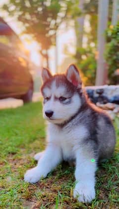 Siberian Husky Puppies