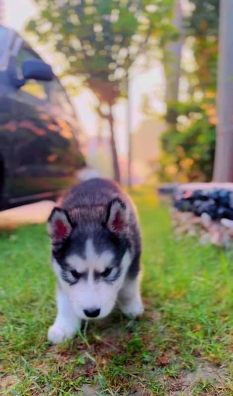 Siberian Husky Puppies 1