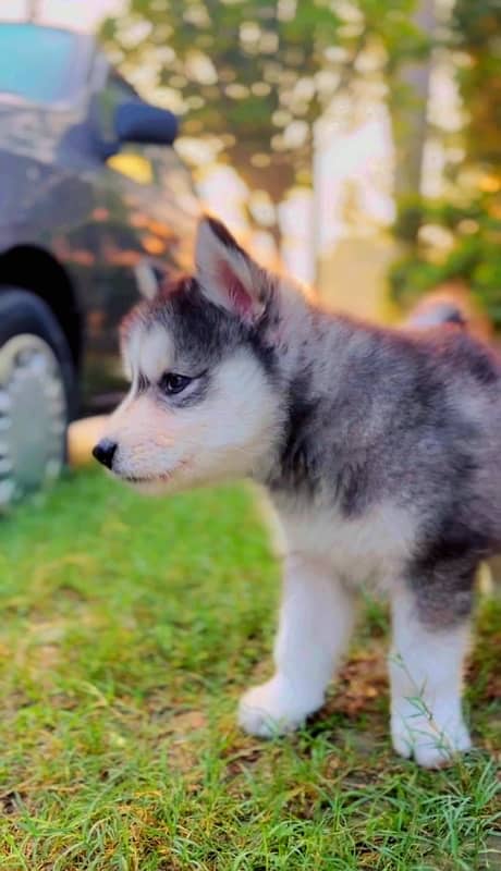 Siberian Husky Puppies 2