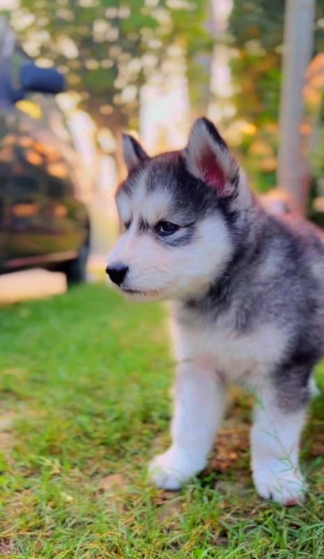 Siberian Husky Puppies 3