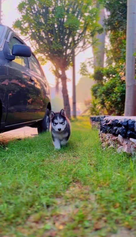 Siberian Husky Puppies 4