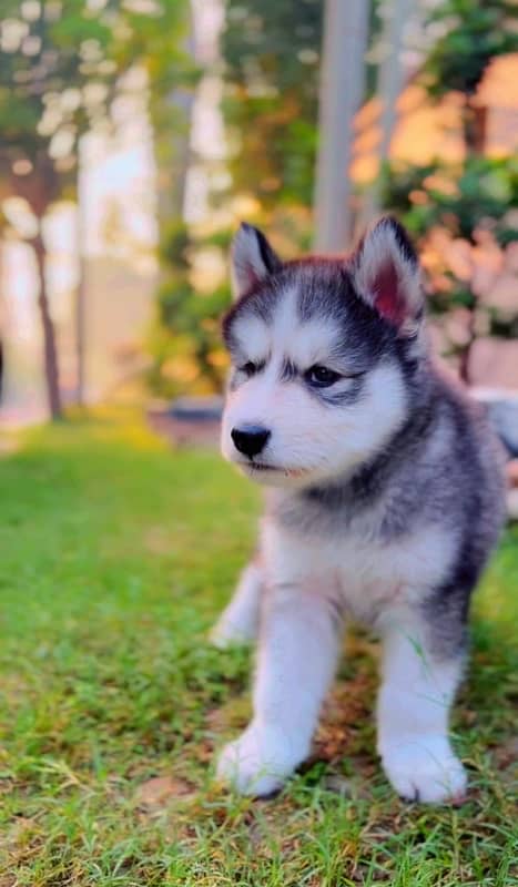 Siberian Husky Puppies 5