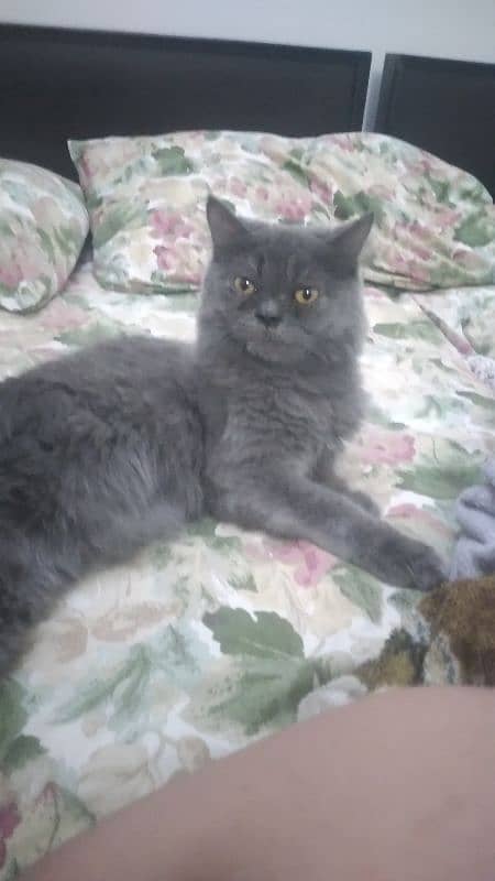 Gray kitten 1