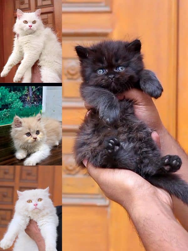 Persian / Kitten / Triple coat / Cute Cat / Fluffy Cat / small kitten 4