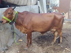 milking cow for sale 03237626291