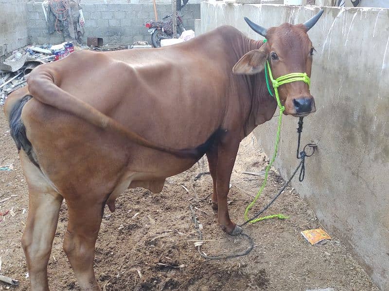 milking cow for sale 03237626291 1