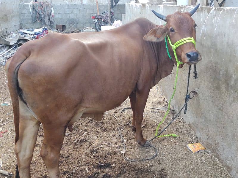 milking cow for sale 03237626291 2