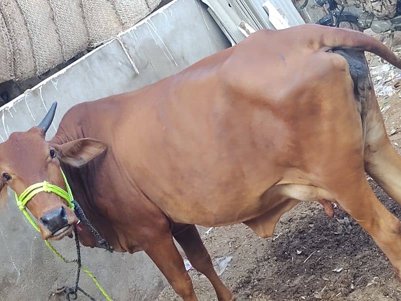 milking cow for sale 03237626291 4