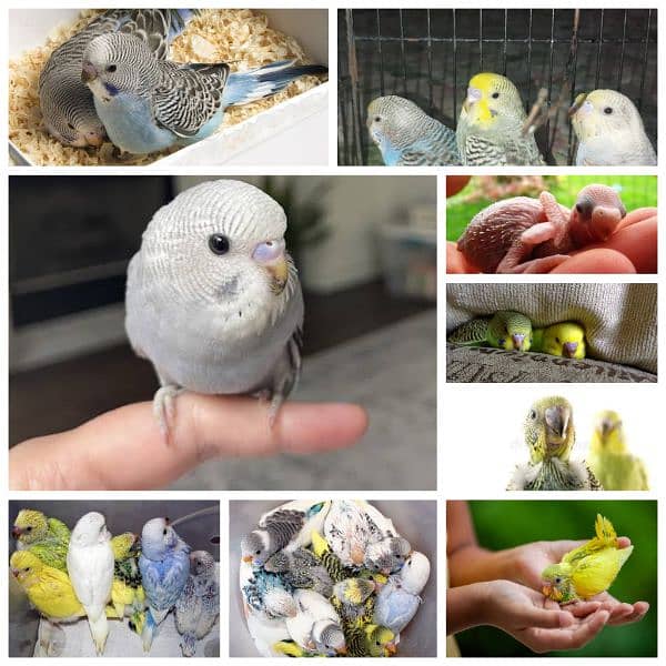 Australian parrots budgies chiks hand tame pathay birds totay 0