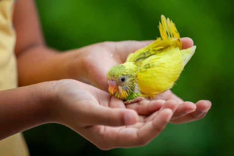 Australian parrots budgies chiks hand tame pathay birds totay 1