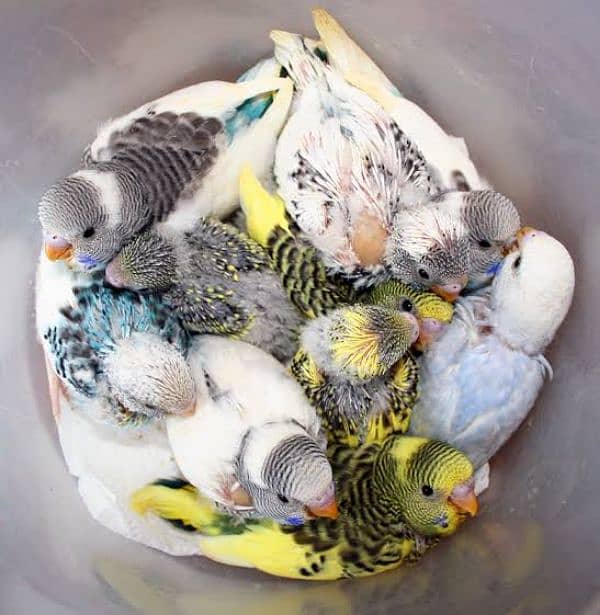 Australian parrots budgies chiks hand tame pathay birds totay 2