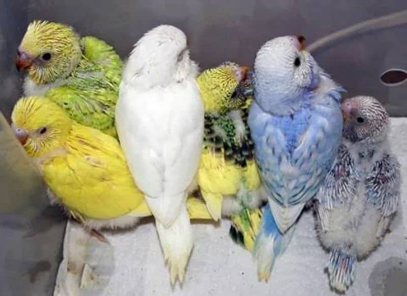 Australian parrots budgies chiks hand tame pathay birds totay 3