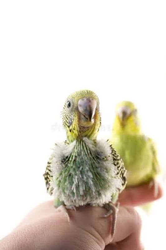 Australian parrots budgies chiks hand tame pathay birds totay 4