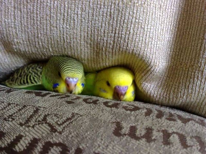 Australian parrots budgies chiks hand tame pathay birds totay 5