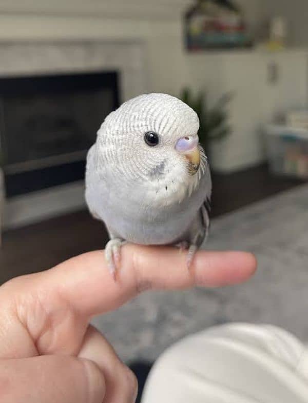 Australian parrots budgies chiks hand tame pathay birds totay 7