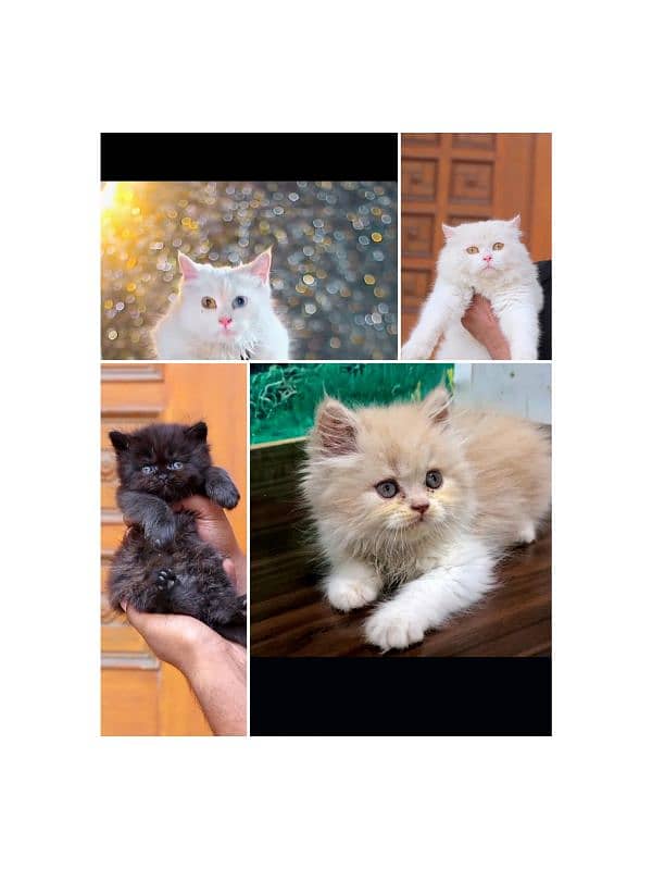 Persian / Kitten / Triple coat / Cute Cat / Fluffy Cat / small kitten 3