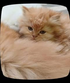 persian cat triple court/